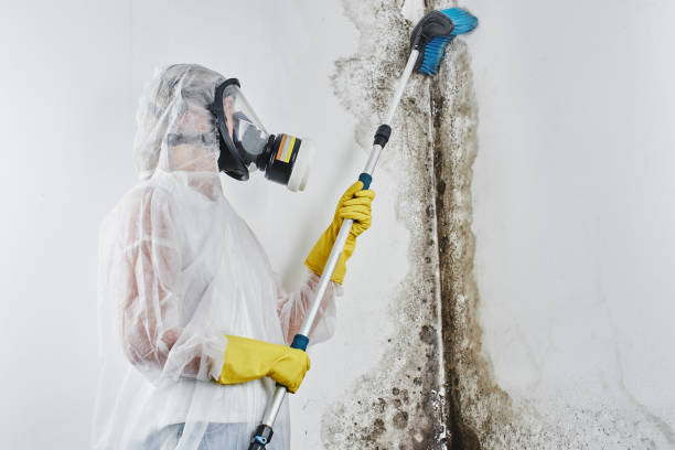 Best Mold Damage Repair  in Calvert City, KY