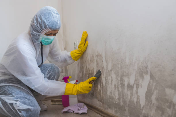 Best Mold Removal and Inspection  in Calvert City, KY