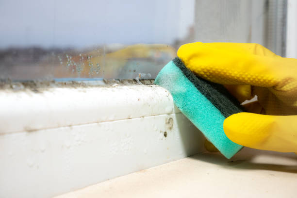 Best Toxic Mold Removal  in Calvert City, KY