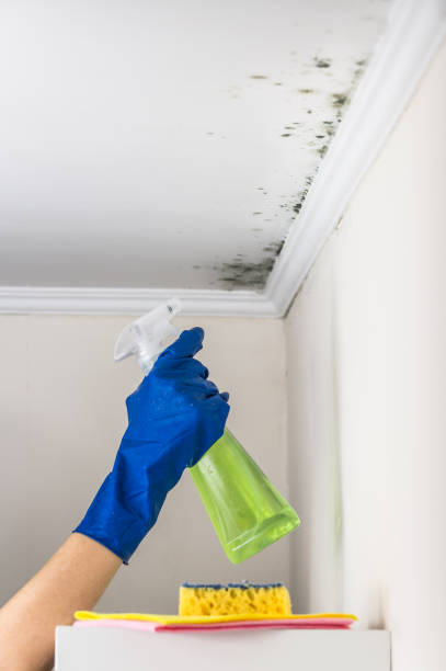 Best Commercial Mold Removal  in Calvert City, KY